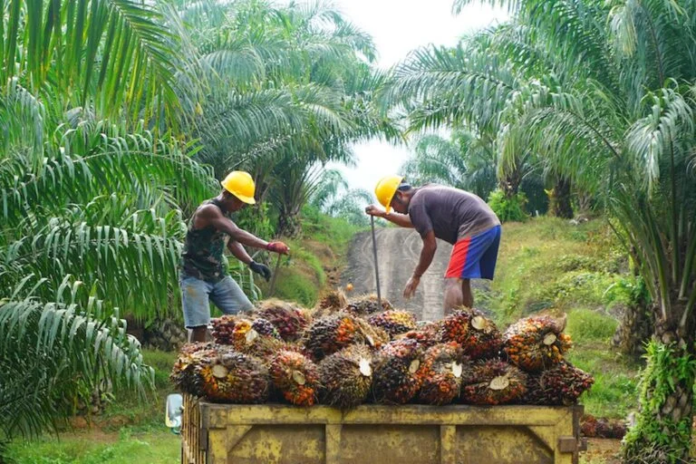 Ketahanan Energi Jadi Fokus Pengelolaan Industri Kelapa Sawit