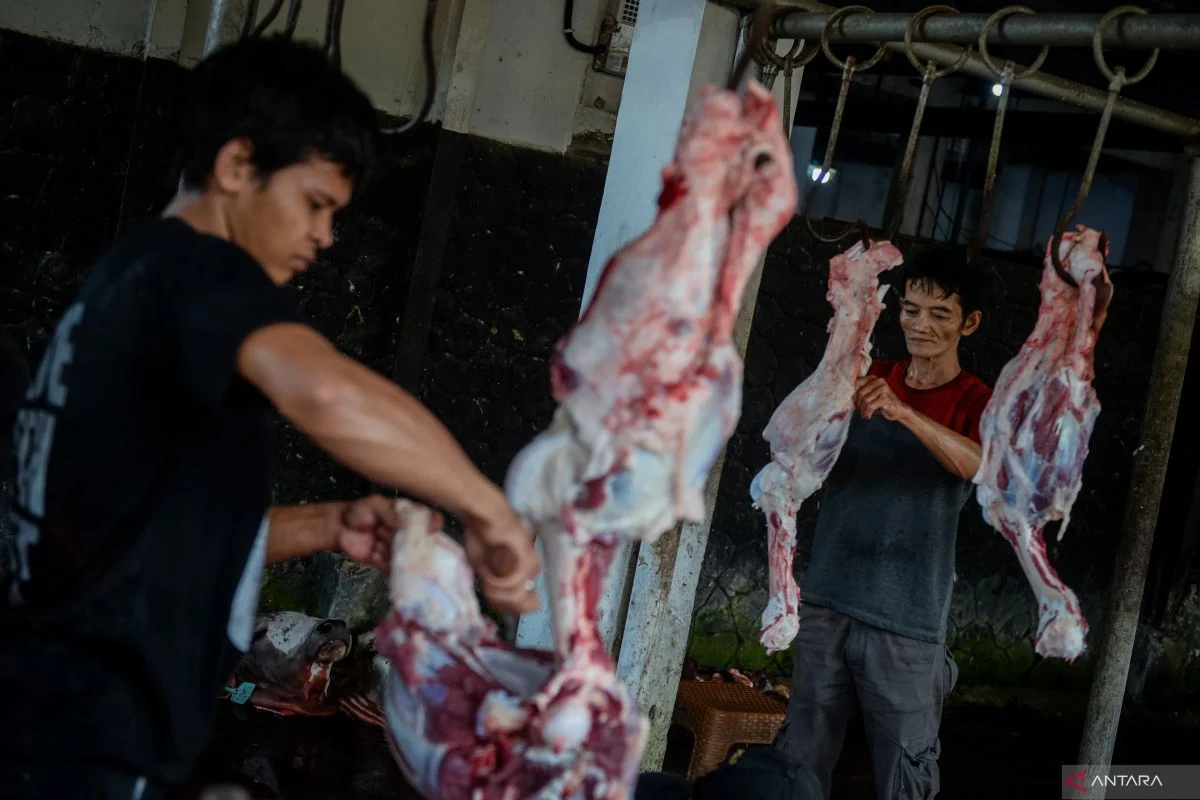 Kiat Mencegah Infeksi Bagi Pemotong Hewan Kurban