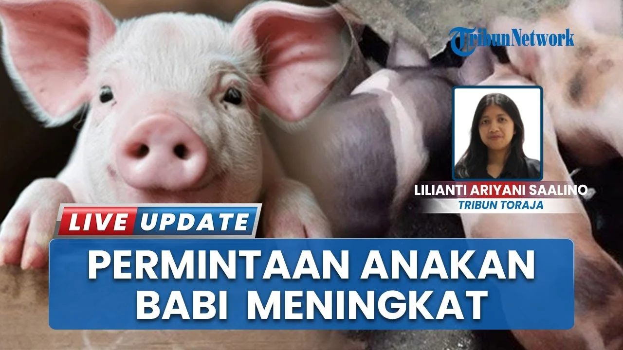 Kodam Cenderawasih Tegaskan Film Dokumenter "Pesta Babi" Belum Memiliki Sertifikat Sensor