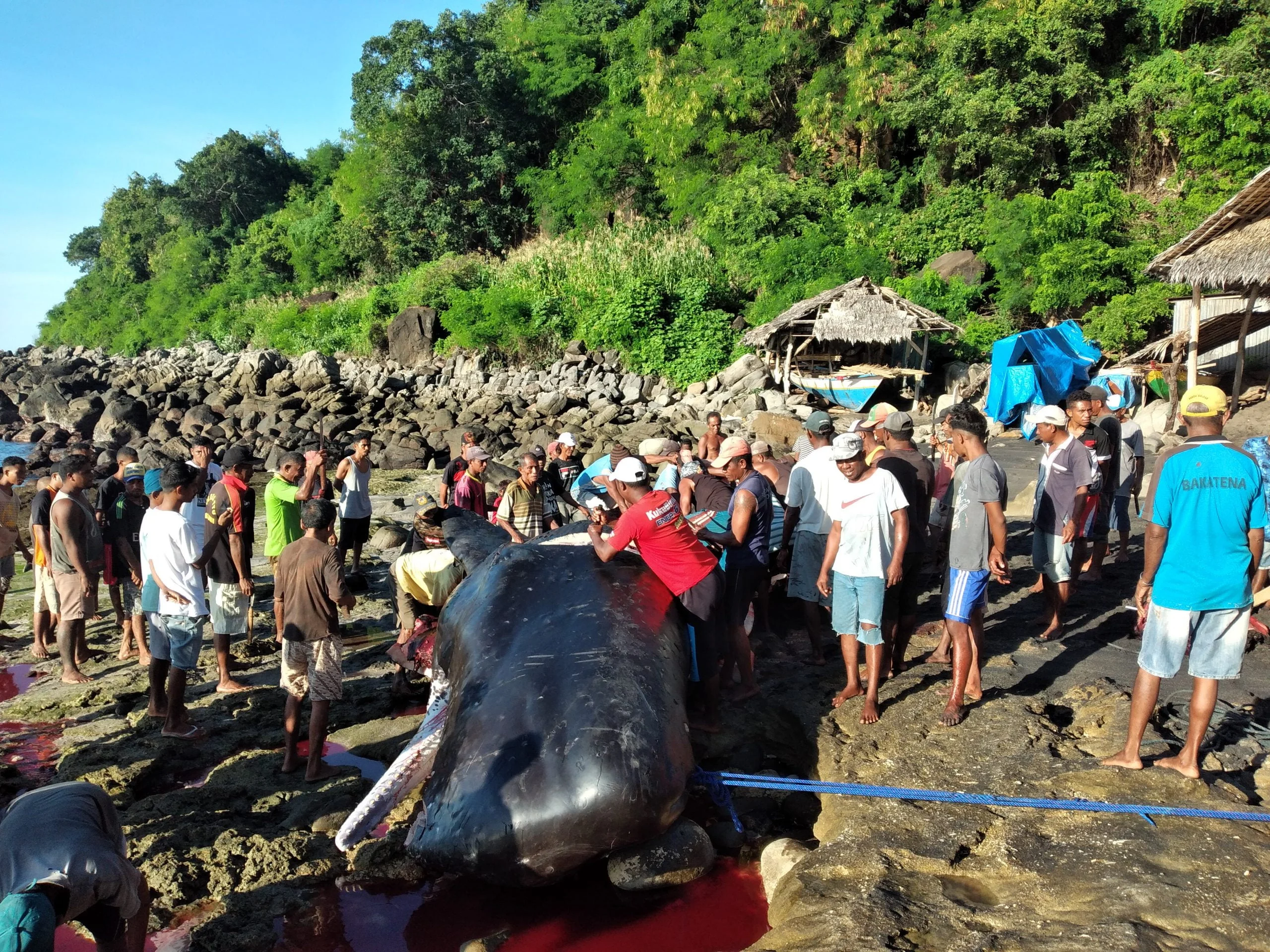Leva Nuang: Ritual Sakral Perburuan Paus di Lamalera, Nusa Tenggara Timur