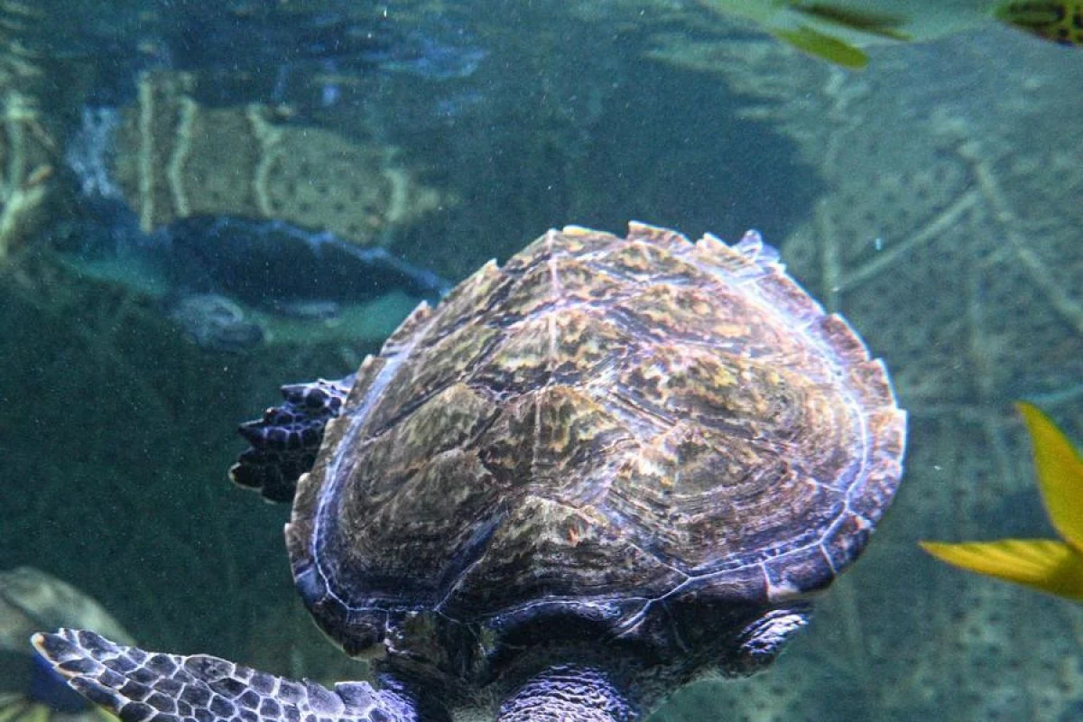 Lindungi penyu, Sea Turtle Shelter yang baru dibangun di Hainan, China