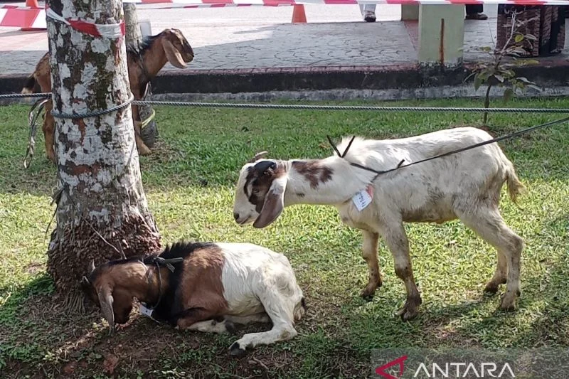 LKBN ANTARA Semarang Salurkan Dua Ekor Kambing Kurban kepada Warga Dukuh di Batang