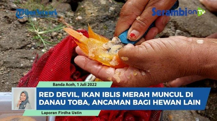 Martalena olah ikan invasif Danau Toba Red Devil jadi makanan ringan