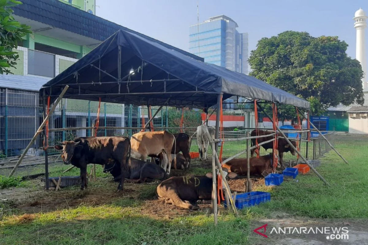 Masjid Al-Azhar Selenggarakan Penyembelihan 14 Sapi dan 43 Kambing, Termasuk Kurban Presiden Jokowi