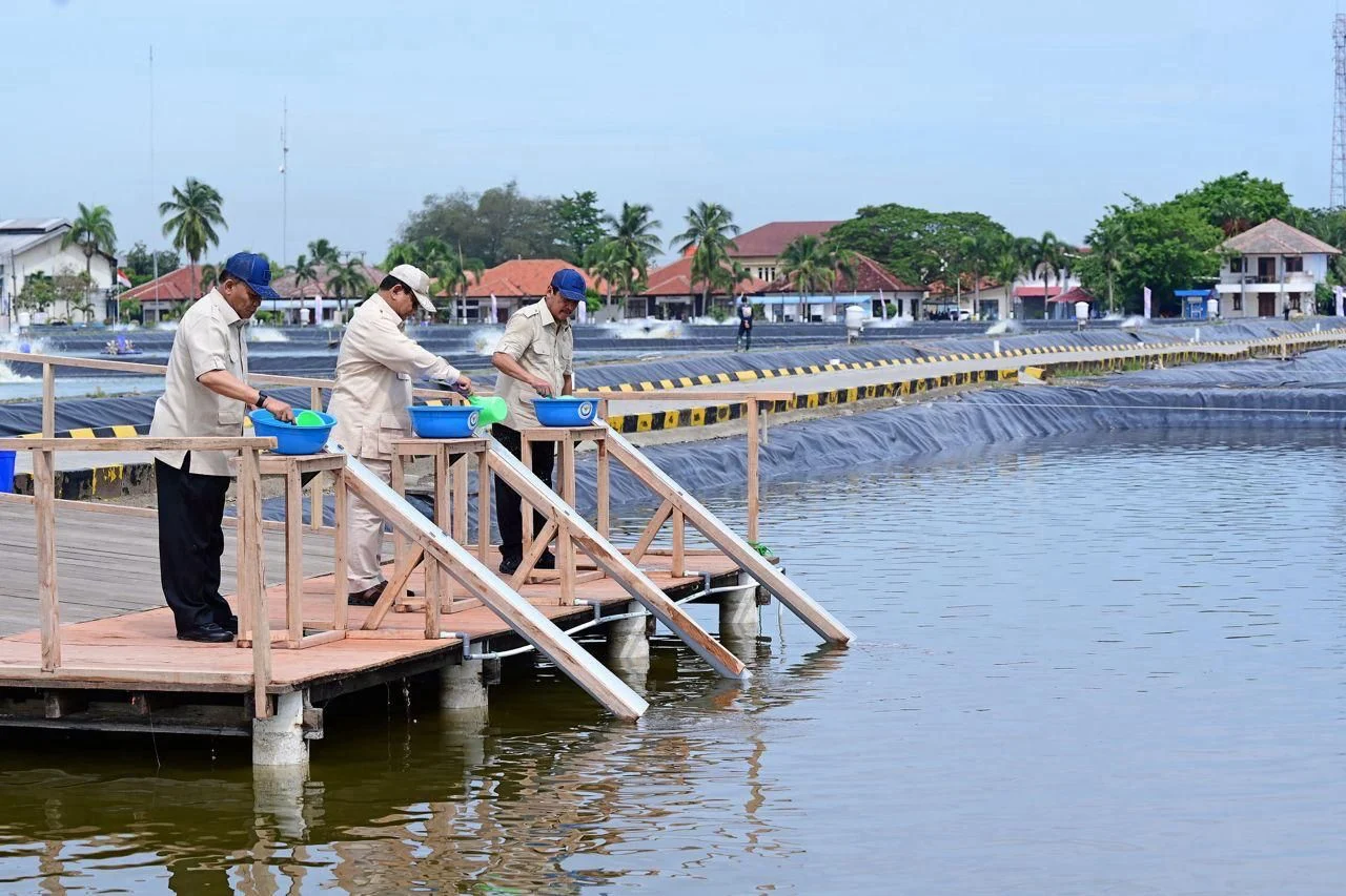Momen Prabowo Turun ke Tambak: Sekali Tarik, Ribuan Udang Menepi