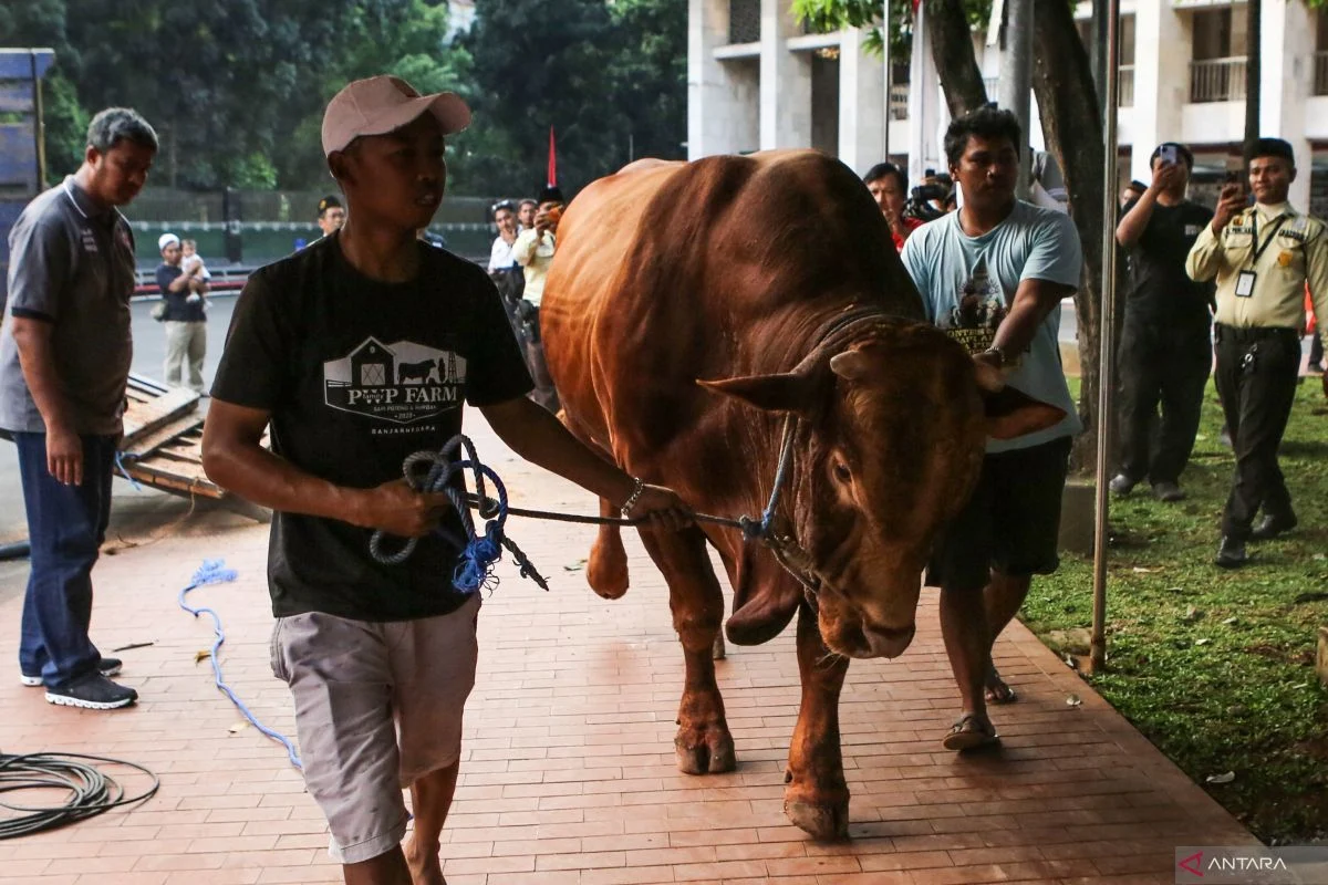 MUI: Sapi Qurban Banpres Pakai APBN Sah Secara Syariat dan Konstitusi