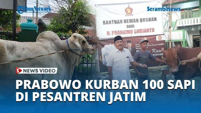 MUI Tegaskan Kurban Prabowo 1.098 Ekor Sapi Senilai Rp100 Miliar Pakai APBN Sah dan Halal