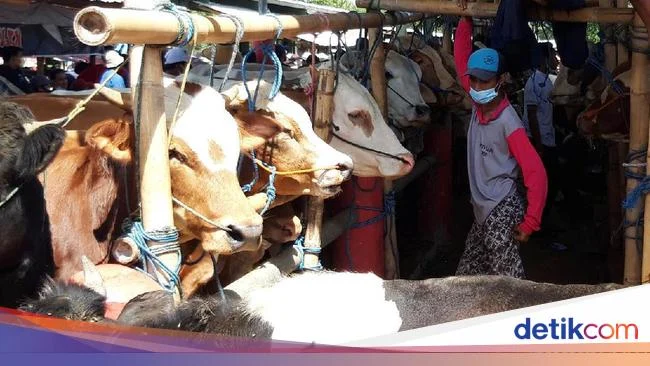 NTT Kirim 290 Ekor Sapi ke Kalimantan Menyambut Idul Adha