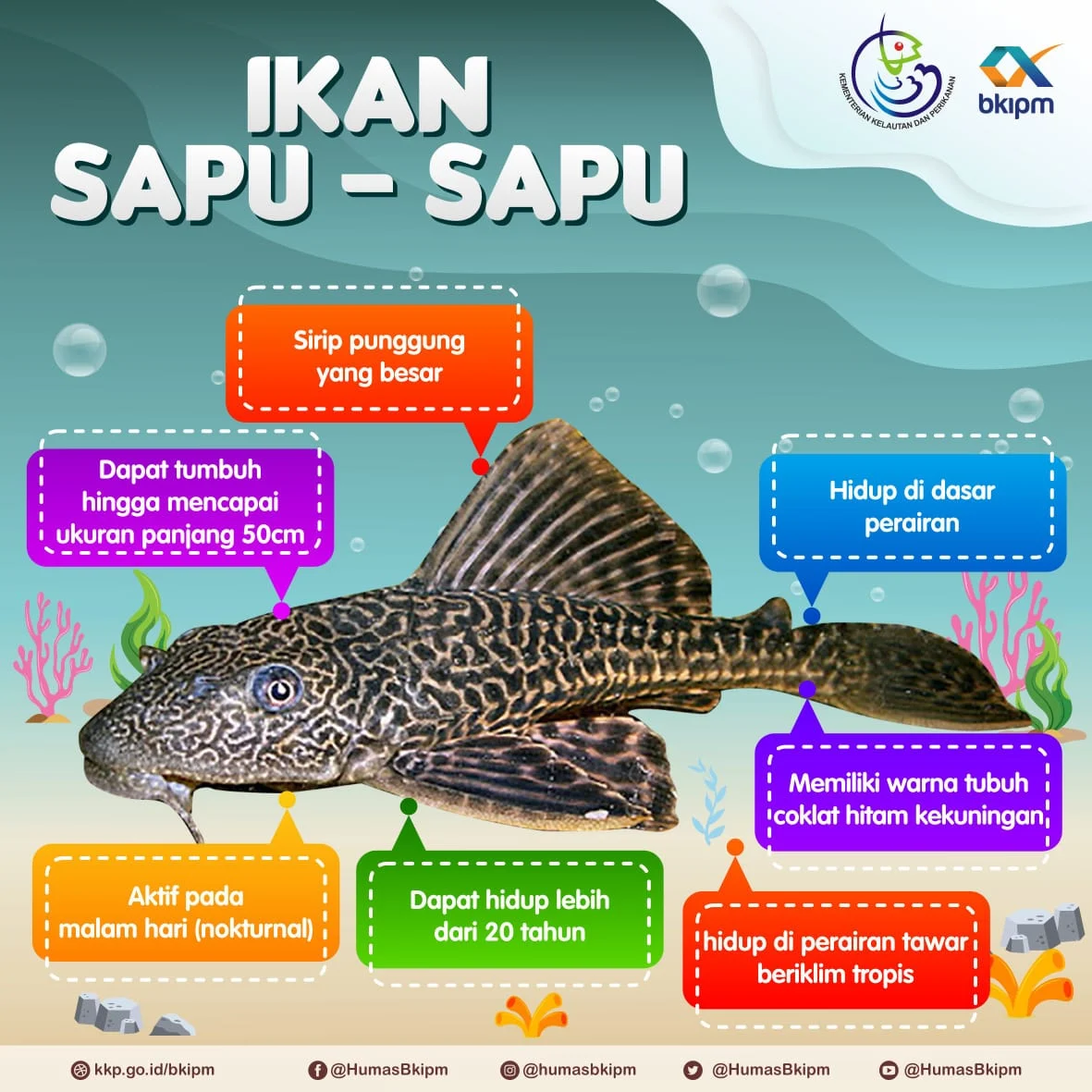 Pada Akhirnya, Sapu-Sapu Hanyalah Ikan: Menggali Makna Filosofis di Balik Metafora Tradisional
