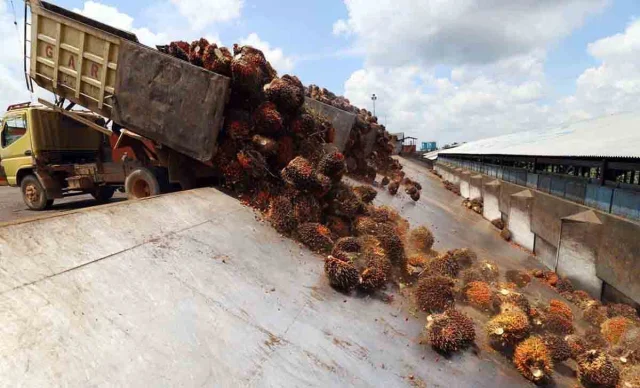 Pemerintah Ancaman Cabut Izin PKS yang Beli TBS Sawit di Bawah Harga Patokan Pemerintah