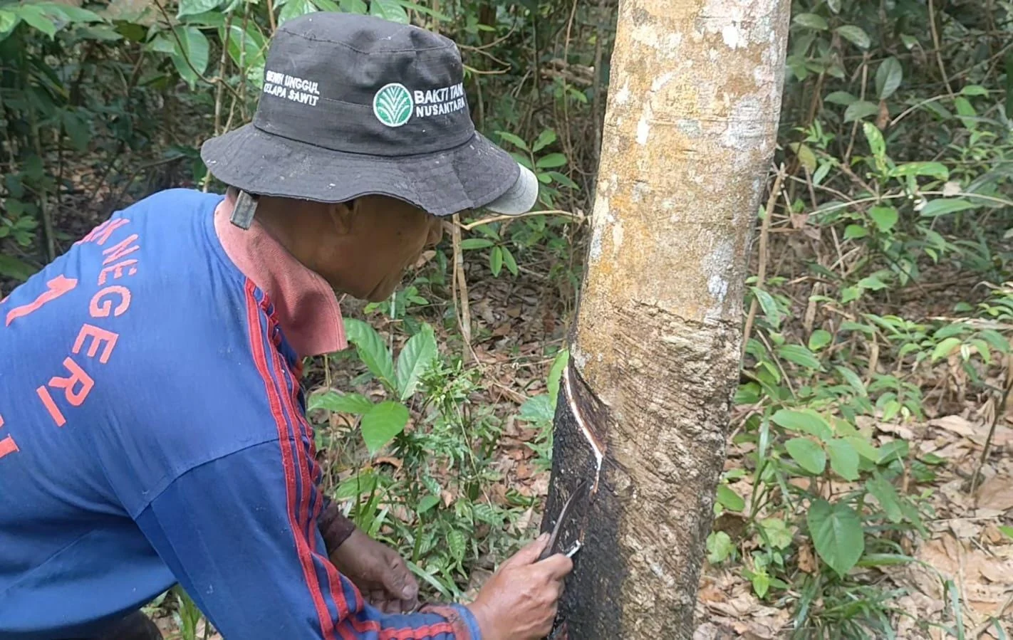 Pemerintah Buka Peluang untuk Petani Karet Bisa Dapat Pupuk Subsidi