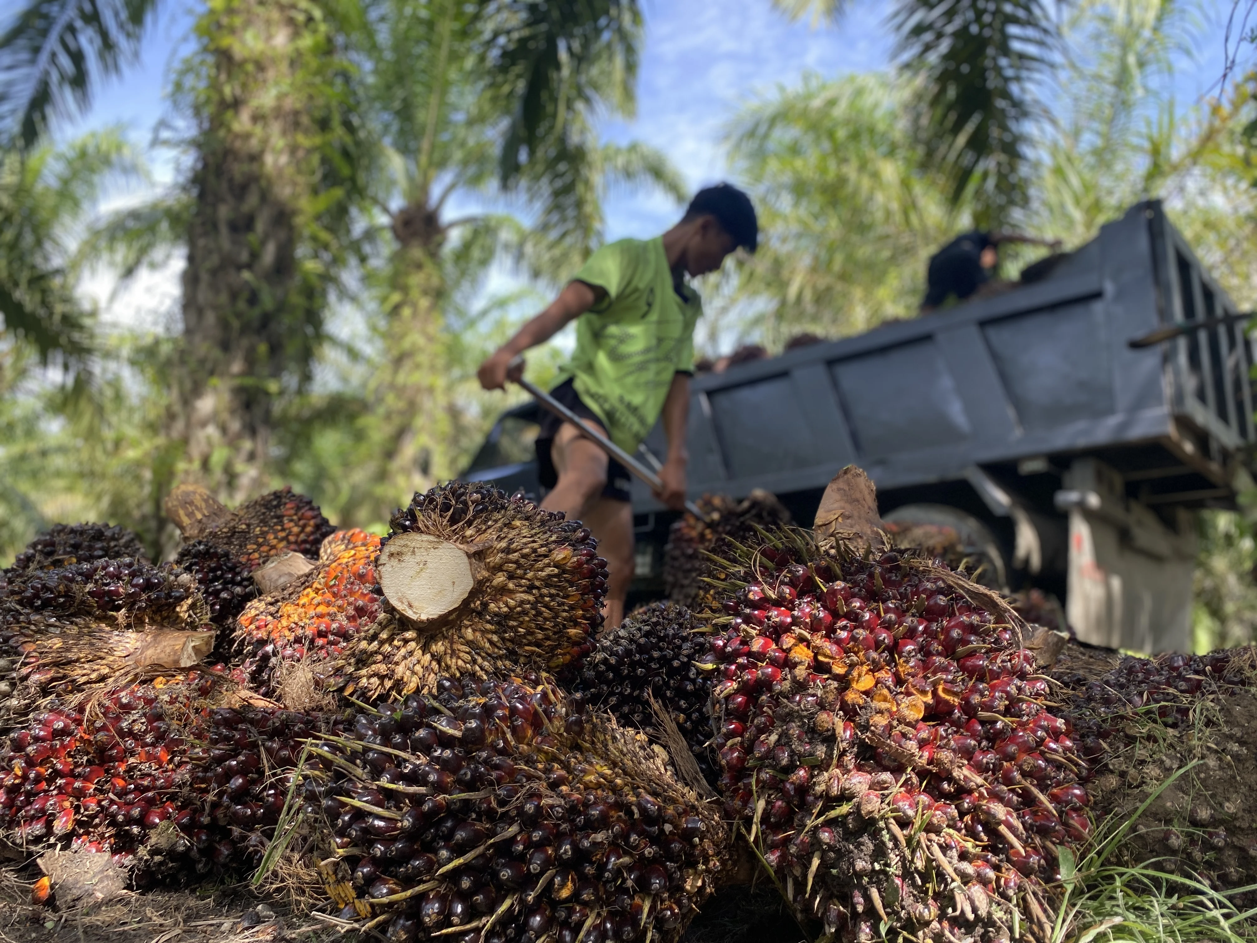 Pemerintah Gerak Cepat Cegah Kerugian Petani Akibat Harga TBS Sawit Anjlok
