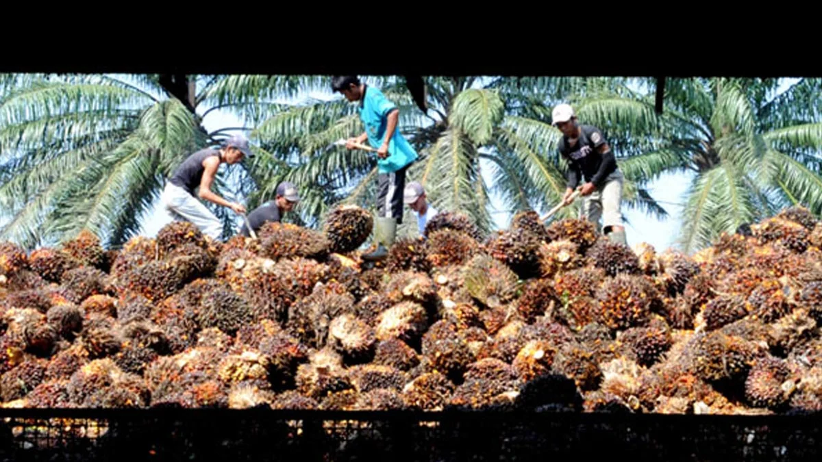 Pemerintah Temukan 139 Pabrik Kelapa Sawit Turunkan Harga TBS Secara Sepihak