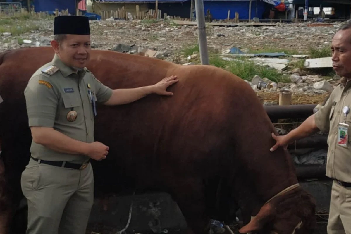 Pemkab Pastikan Hewan Kurban di Pulau Seribu Sehat dan Sesuai Syariat