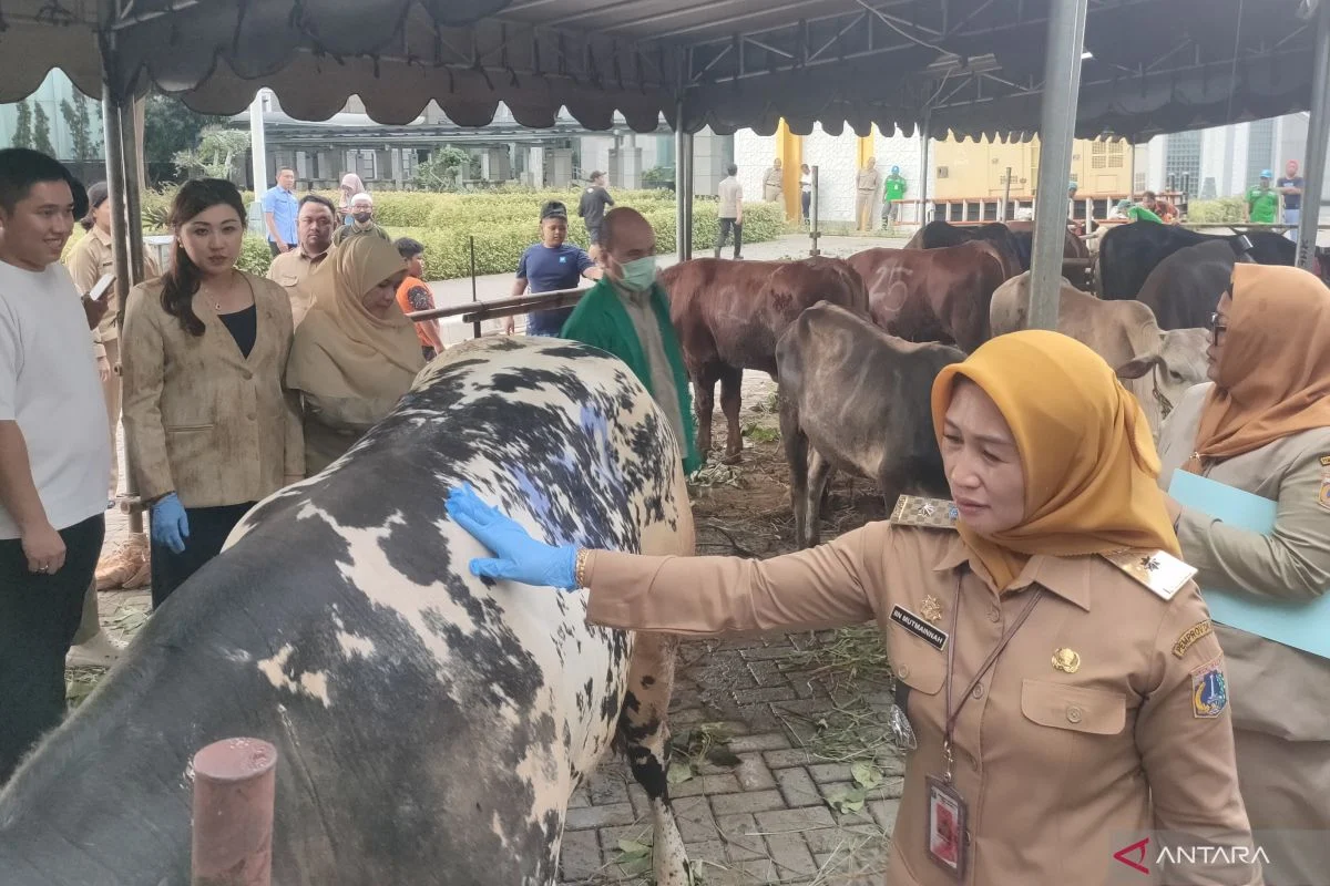 Pemkot Jakbar Siap Sebar 55 Hewan Kurban untuk Idul Adha