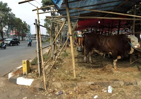 Pemprov DKI Larang Penjualan Hewan Kurban di Atas Trotoar