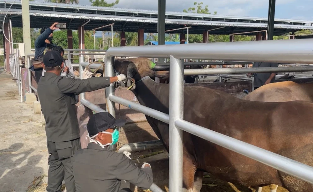 Permintaan Sapi Melonjak, Sulteng Perketat Distribusi Hewan Ternak