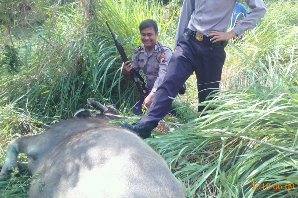 Polisi Kudus Lumpuhkan Dua Kerbau yang Mengamuk