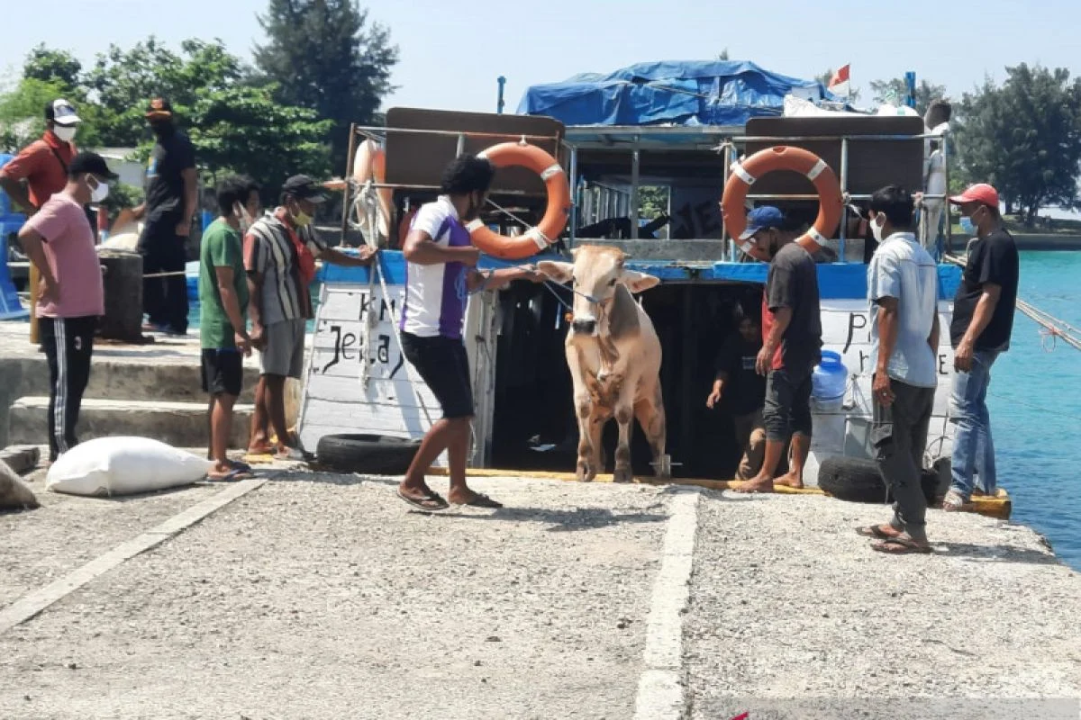 Polres Kepulauan Seribu Salurkan Puluhan Hewan Kurban untuk Warga