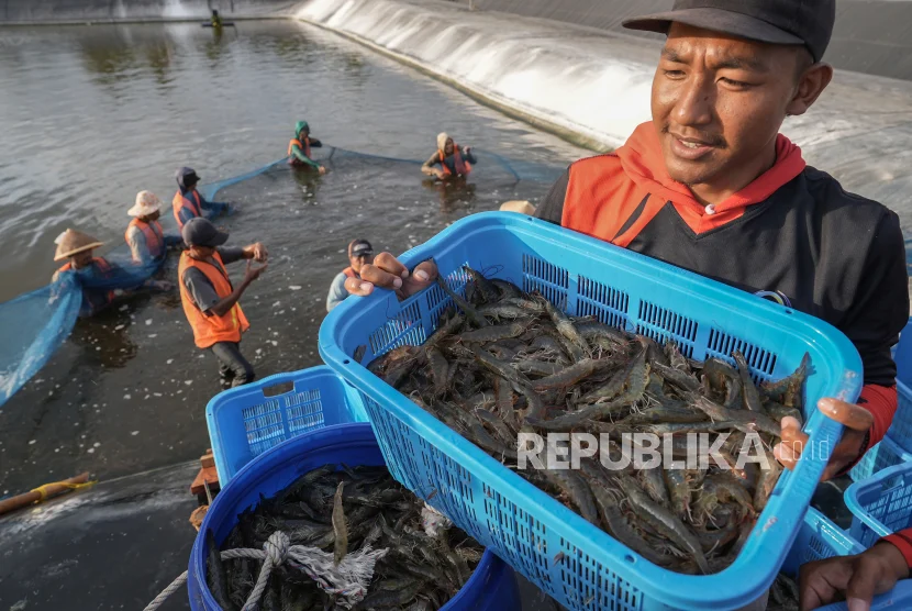 Prabowo Dorong Ekspor Perikanan, Tambak Udang Kebumen Tembus Rp134 Miliar per Tahun