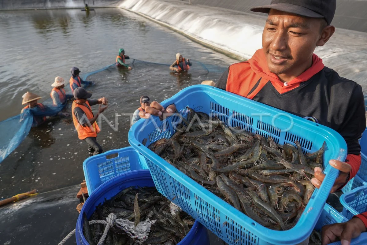 Prabowo Panen Udang di Kebumen: Tambak BUBK Hasilkan Rp2,8 Miliar per Hektare, Dorong Ekonomi Nasional