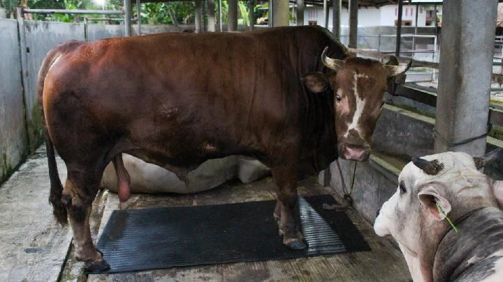 Prabowo Salurkan 1.098 Sapi Kurban ke Seluruh Indonesia