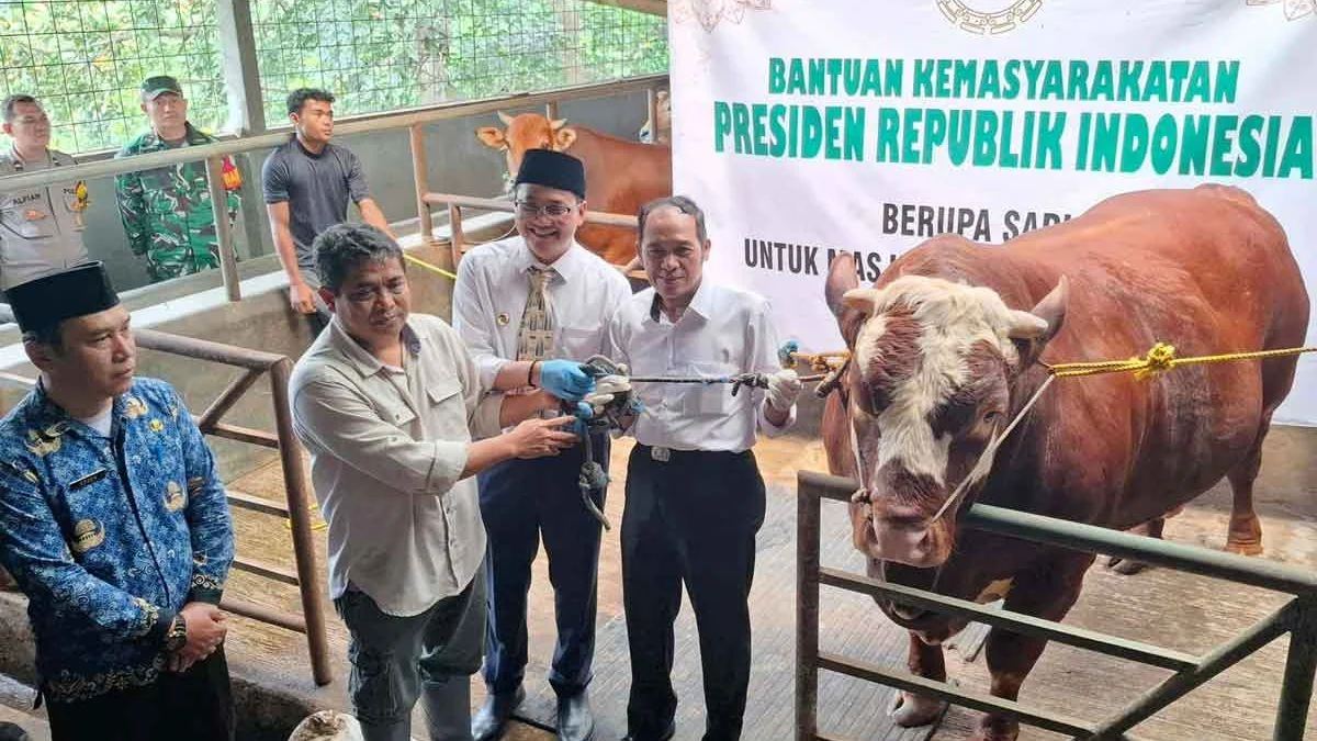 Prabowo Salurkan 1.098 Sapi Kurban Premium dari Peternak Lokal untuk Idul Adha