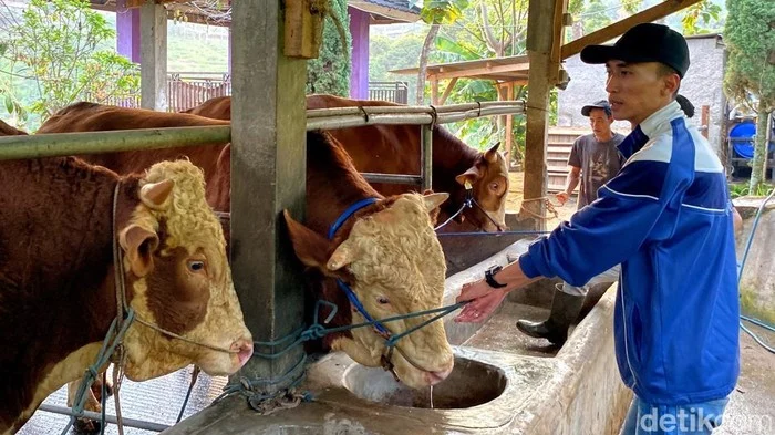 Presiden Prabowo Beli Sapi Kurban Jumbo 1,05 Ton dari Bandung Barat