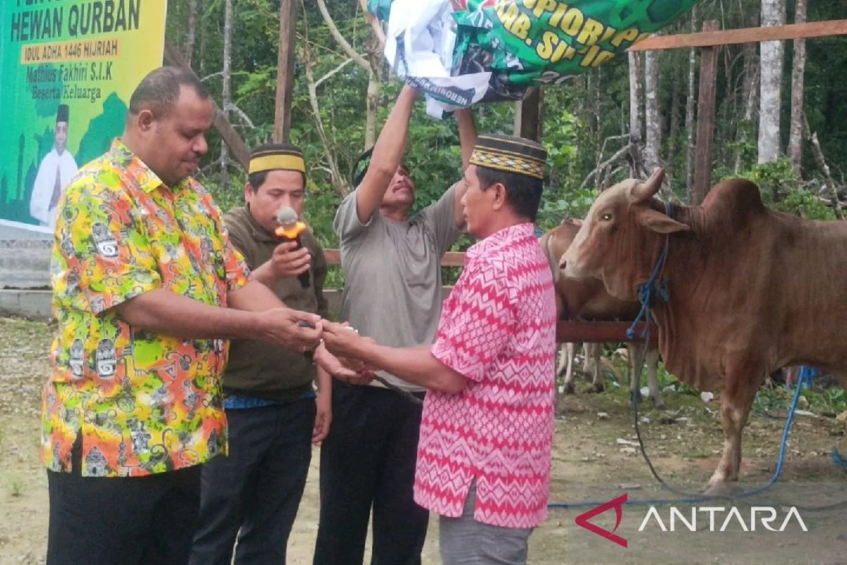 Presiden Prabowo Salurkan 10 Ekor Sapi Kurban untuk Papua, Pemprov Papua Sampaikan