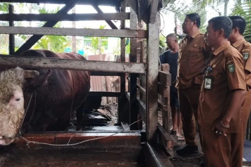 Presiden Prabowo Subianto Sumbangkan 18 Sapi Kurban untuk Sulawesi Tenggara Menyambut Idul Adha 2026