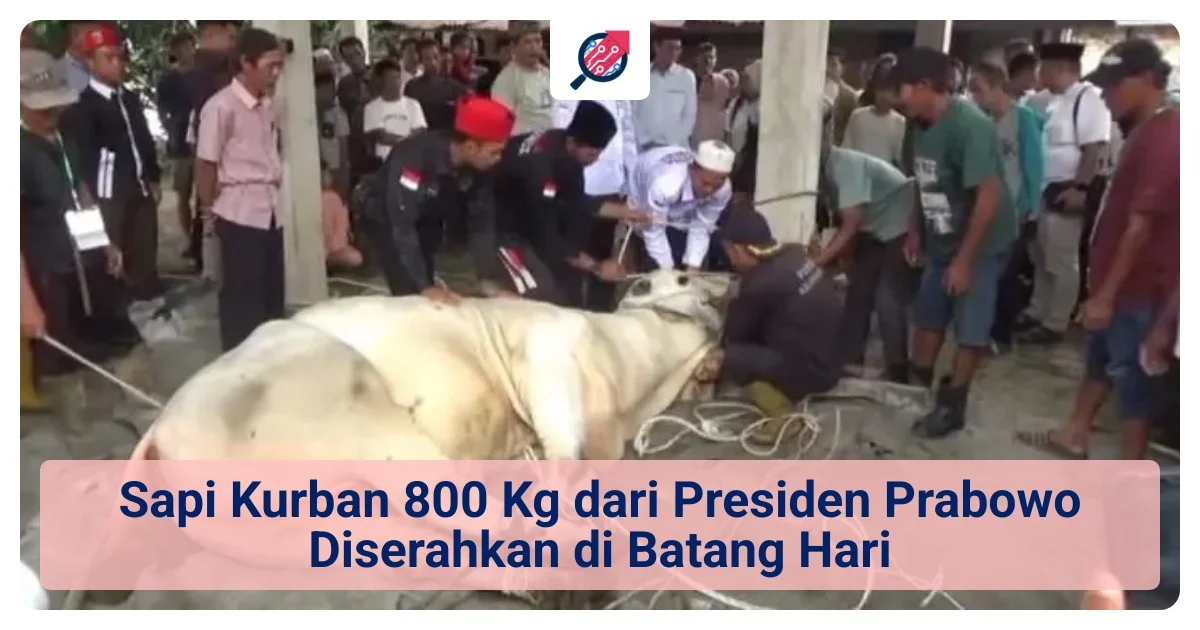 PWNU DKI Terima Sapi Kurban Presiden Prabowo Seberat 800 Kg