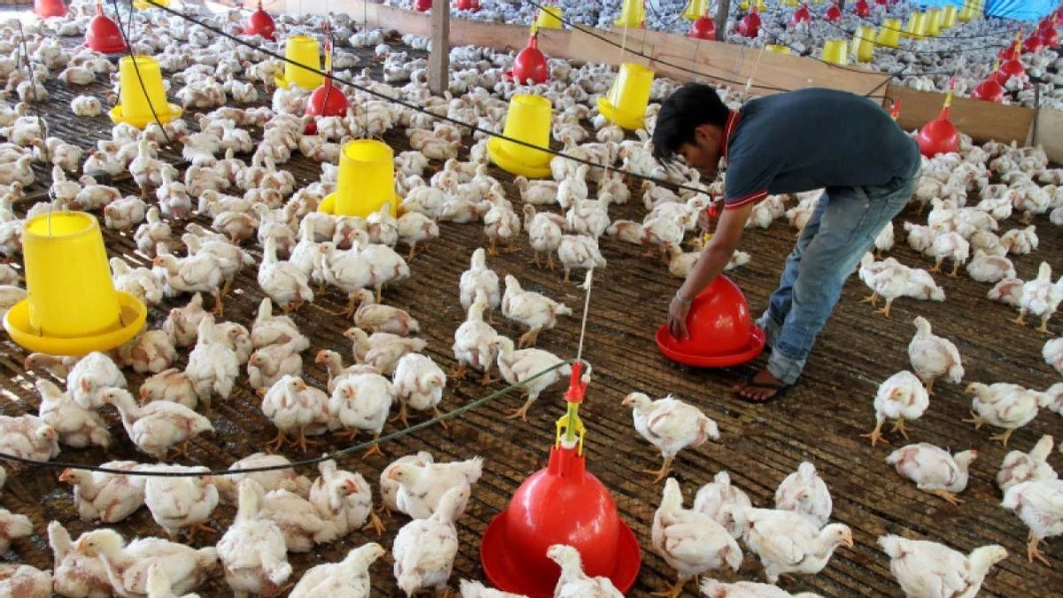 Relawan Logis 08 Minta Penundaan Investasi Rp20 Triliun di Sektor Peternakan Ayam, Ini Alasannya