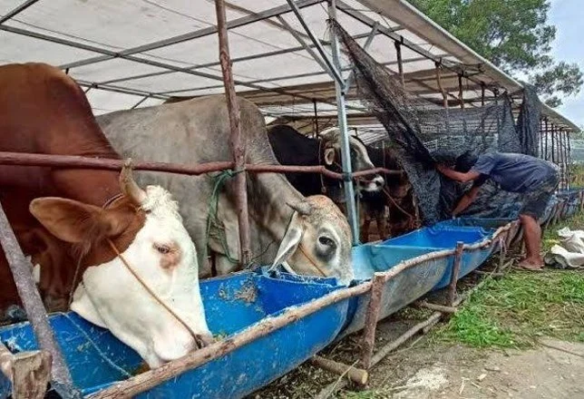 Risiko Obat Kimia pada Ternak Jadi Sorotan, Lakukan Edukasi Alternatif Herbal