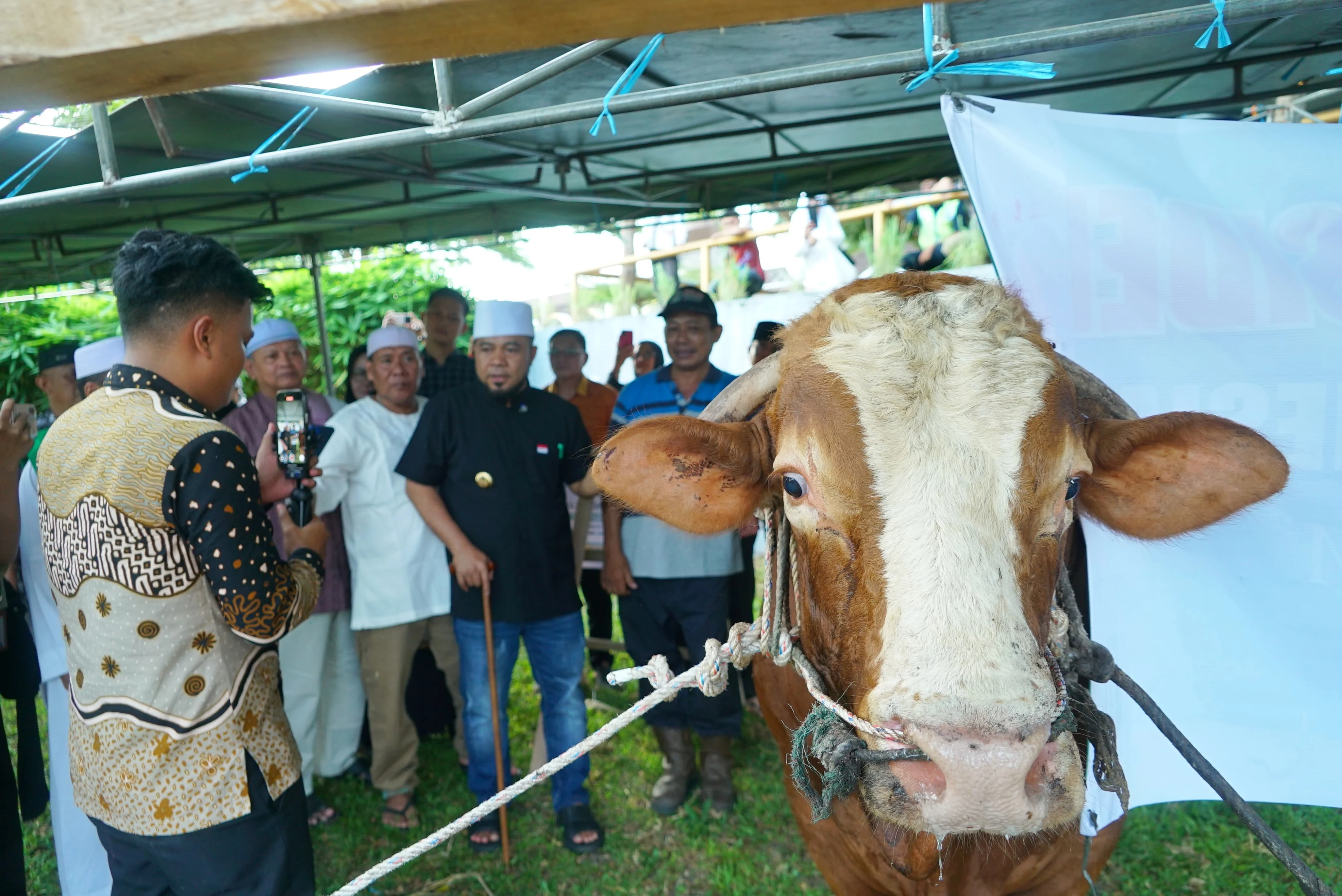 Sapi Kurban 1,1 Ton Bantuan Presiden Disalurkan di Kupang