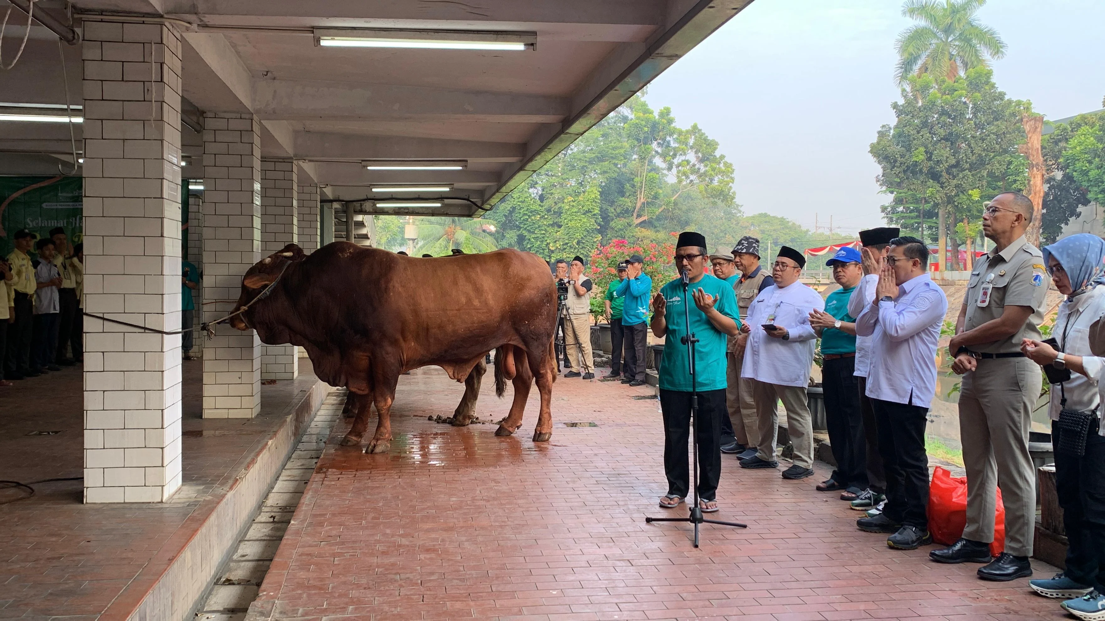 Sapi Presiden dan Wakil Presiden Disembelih Besok di Masjid Istiqlal