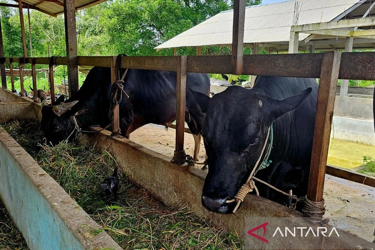 Seskab Teddy Borong 35 Sapi Kurban dari Peternak Boyolali