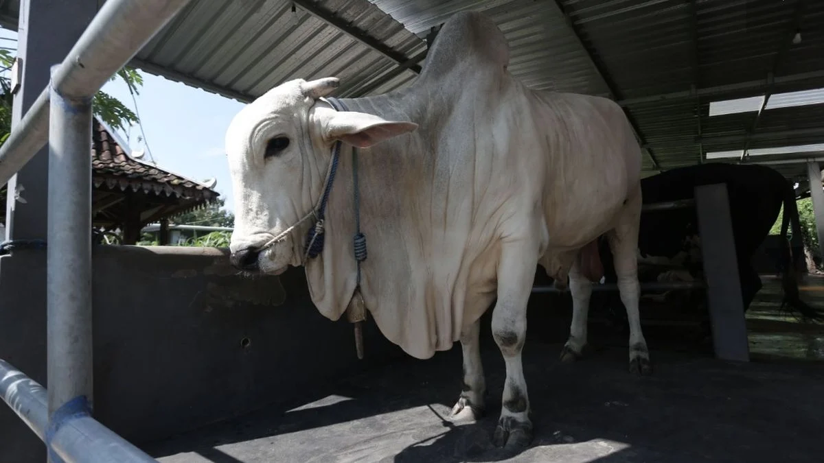 Sontrot, Sapi 1,5 Ton dari Bantul Terpilih Sebagai Hewan Kurban Presiden