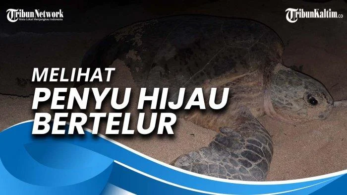 Survei: Habitat Peneluran Penyu di Berau Berkondisi Hijau