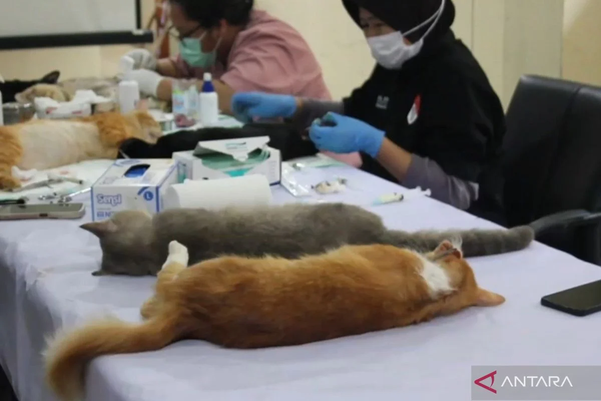 Tekan populasi, 200 kucing lokal disterilisasi di Palmerah, Jakarta Barat