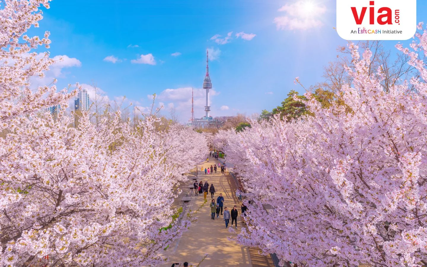 Wisata Musim Semi di Korea Selatan: Panduan Lengkap Menikmati Keindahan Bunga Sakura