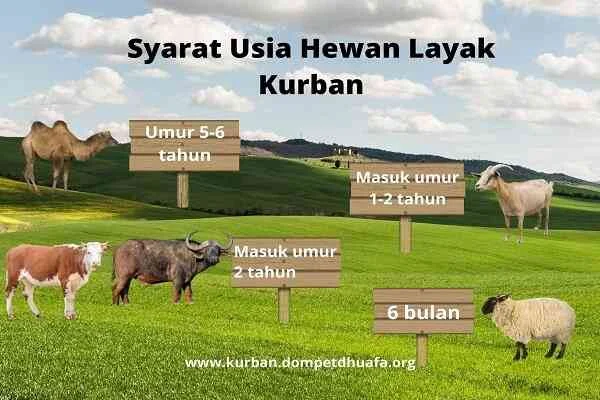 Yuk, Kenali Dulu Syarat Hewan Kurban Sebelum Iduladha Tiba!