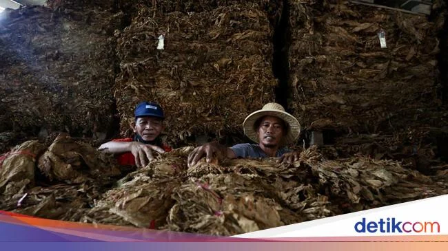 6 Ribu Buruh Tembakau Terancam PHK, Serukan Penolakan Terhadap Standardisasi Kemasan Rokok
