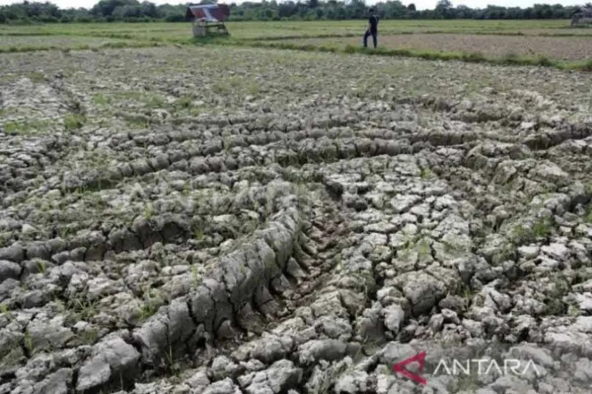 600 Hektare Sawah di Nagan Raya Aceh Terancam Kekeringan