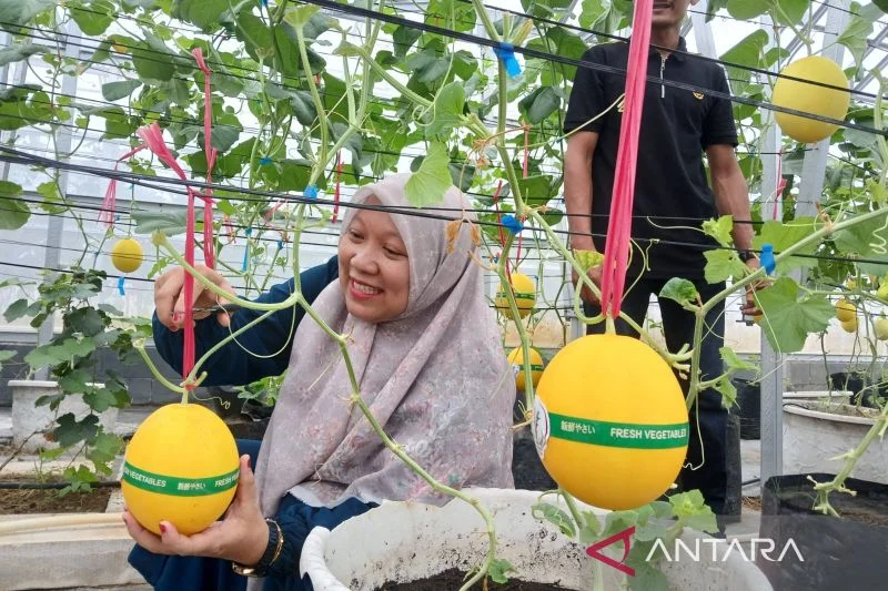 Amanah Aceh Libatkan Warga untuk Pengembangan Melon Golden Alisha