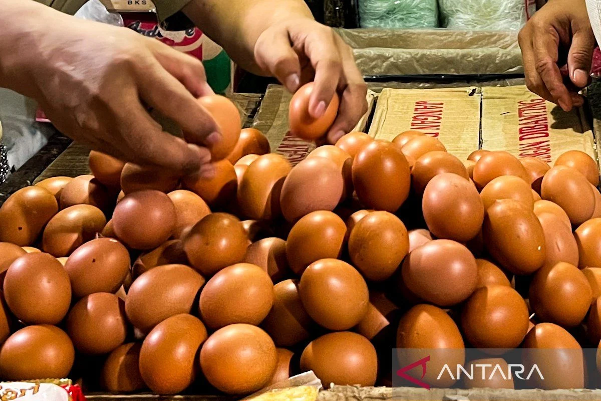 Atasi Anjloknya Harga Telur, Bapanas Pastikan BGN Serap Telur Peternak Tiga Kali Seminggu