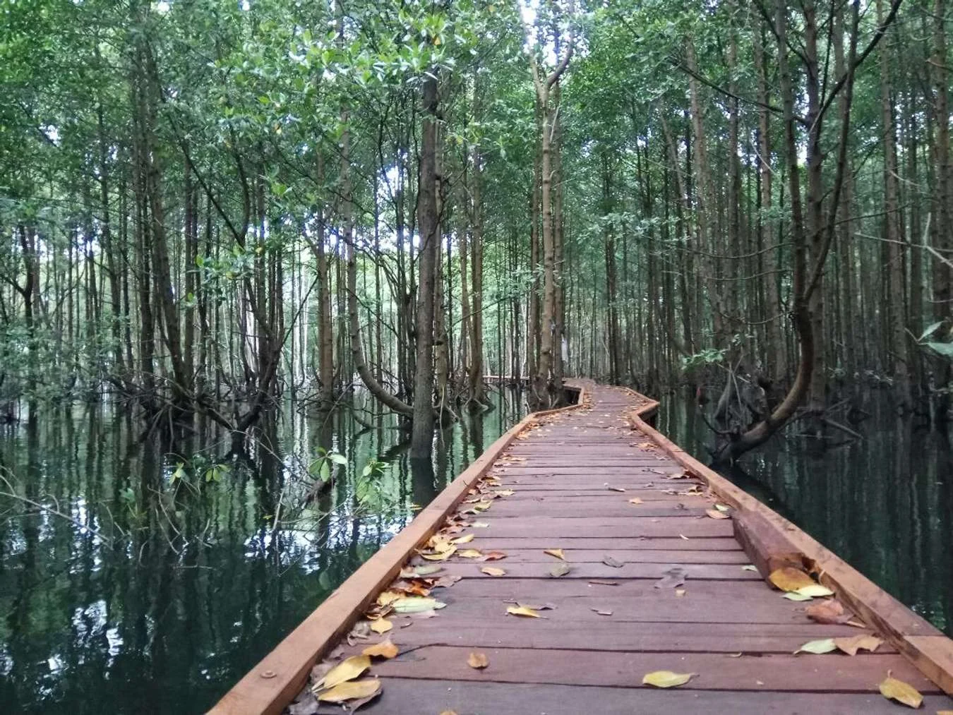 Bontang Mangrove Park: Destinasi Wisata Konservasi di Kalimantan Timur