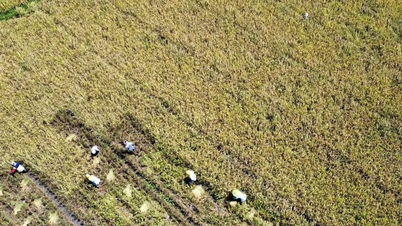 Demi Pangan 1,4 Miliar Penduduk, Xi Jinping Larang Penurunan Lahan Pertanian di Bawah 120 Juta Hektare