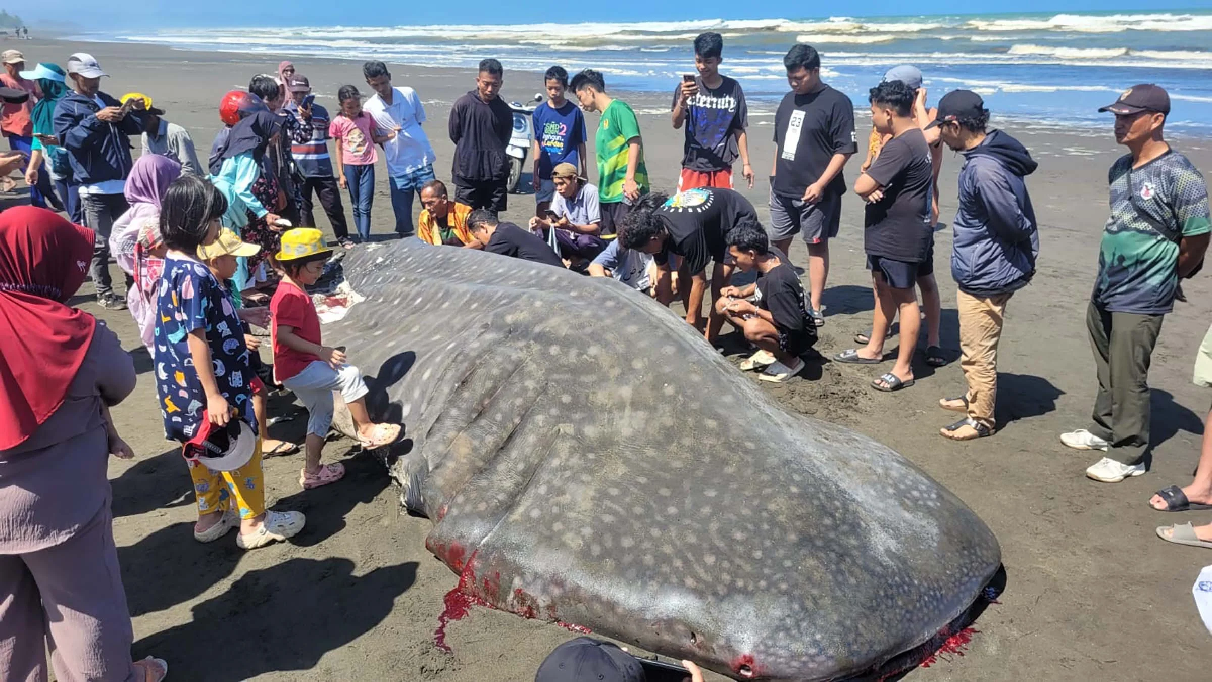 Dua Hiu Paus Terdampar di Pesisir Cilacap dalam Rentang Seminggu