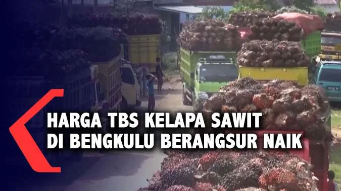 GAPKI Akui Harga TBS Sawit Berangsur Naik