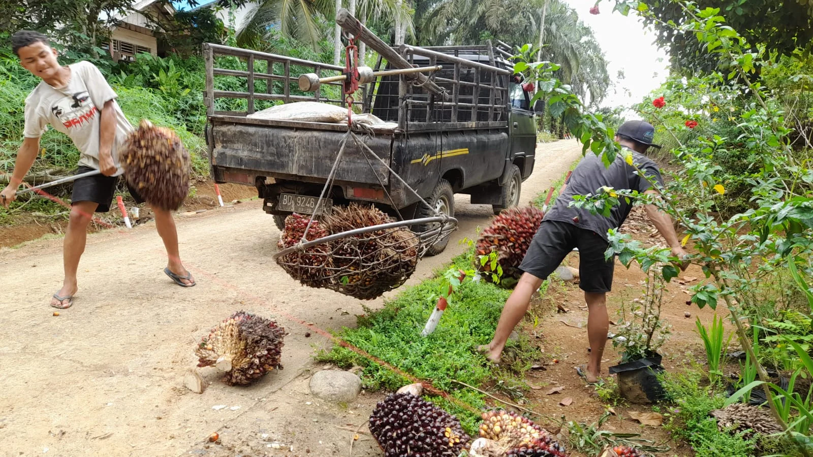 GAPKI: Indonesia Belum Miliki Acuan Harga Sawit Seragam